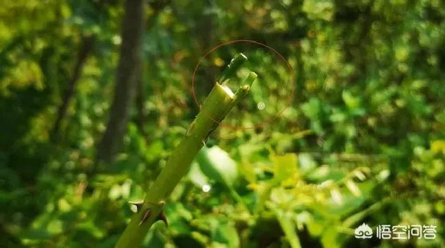 植物嫁接|棒棒糖月季用什么杆嫁接，月季嫁接棒棒糖教程）