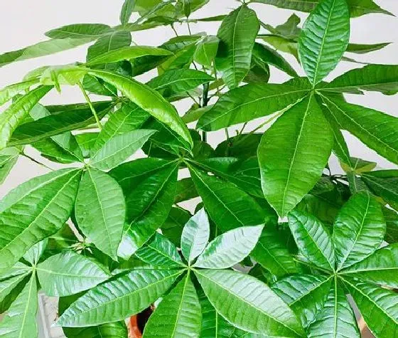 植物百科|发财树会开花吗 开花的颜色与样子