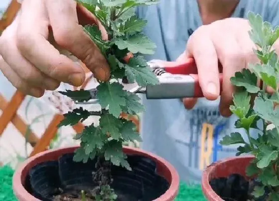 植物修剪|菊花怎么剪枝 修剪方法图解