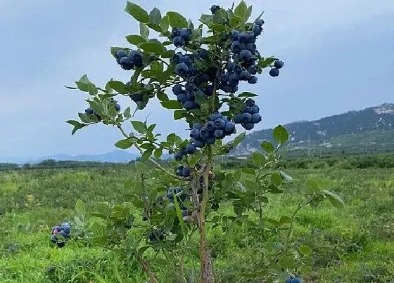 植物产地|国产蓝莓产地在哪里