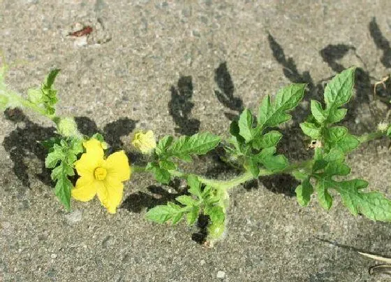 植物百科|西瓜会开花吗 在什么季节会开花