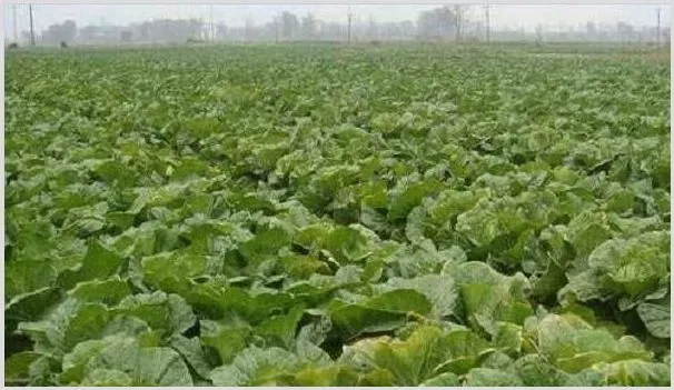 夏季白菜的遮阳方法和栽培要点 | 耕种资料