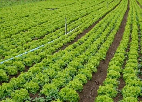 植物浇水|生菜多久浇一次水