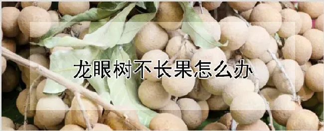 龙眼树不长果怎么办 | 自然知识