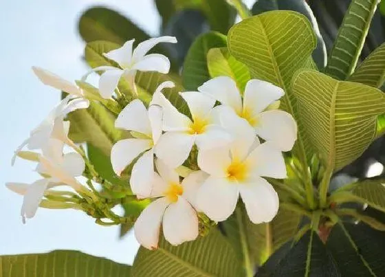 植物香味|鸡蛋花味道好闻吗