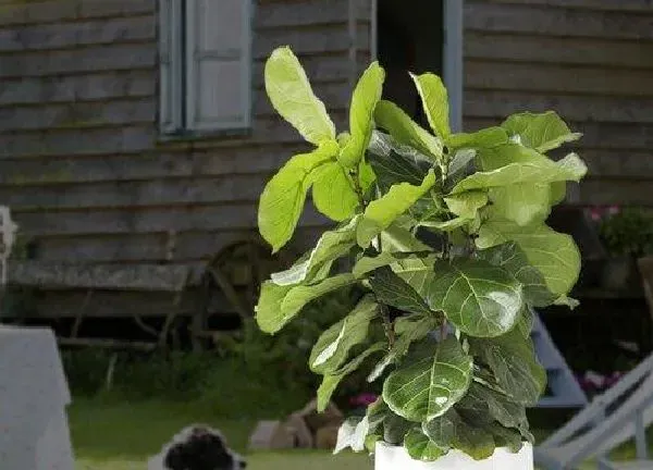 植物浇水|琴叶榕可以浇淘米水吗