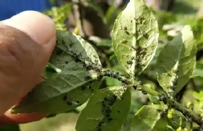 植物虫害|花椒树蚜虫很顽固用什么药能彻底清除（杀死蚜虫最好办法）