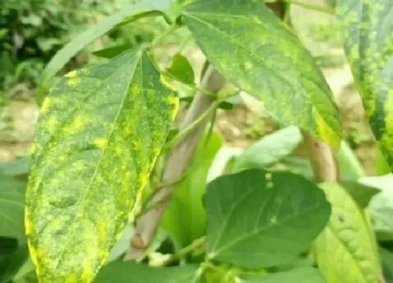 果实成熟|豇豆角怎么看熟没熟