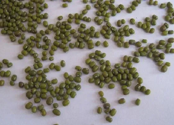 食用科普|绿豆是热性还是凉性