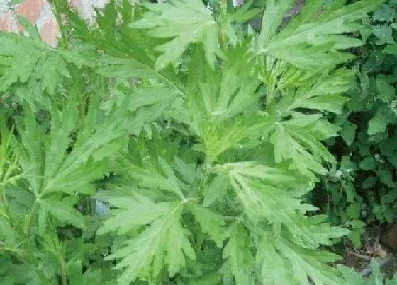 植物百科|茵陈开花吗 开花什么样子