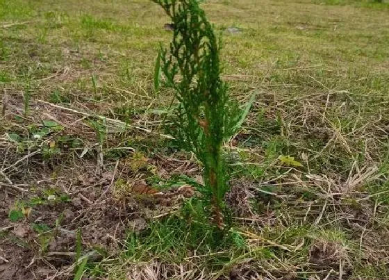 种植百科|柏树冬天能栽活吗