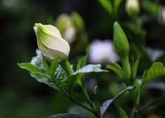 开花时间|栀子花多久才开花一次