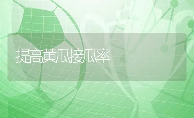 提高黄瓜接瓜率 | 蔬菜种植