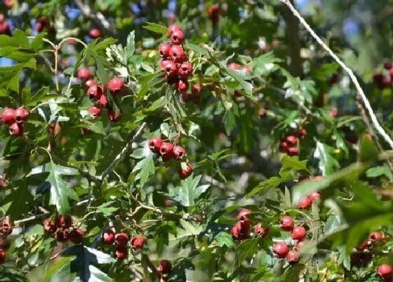 种植管理|山里红树几年结果实