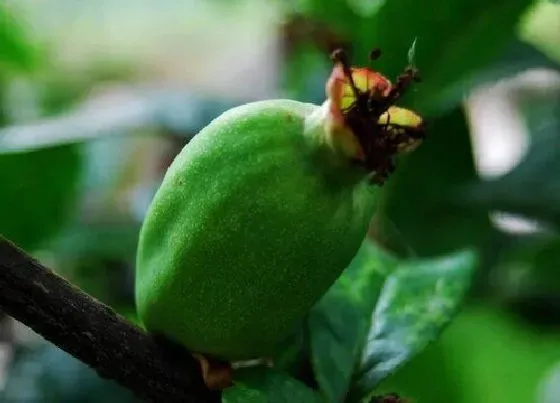 种植管理|木瓜海棠几年结果实