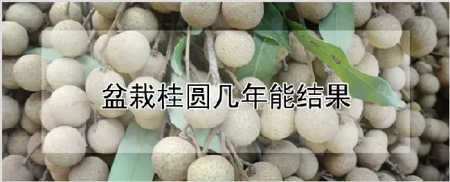 盆栽桂圆几年能结果 | 农业技术