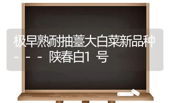 极早熟耐抽薹大白菜新品种---陕春白1号 | 蔬菜种植