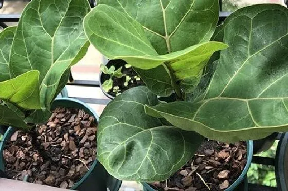 种植管理|琴叶榕打顶时间及方法步骤(图解)