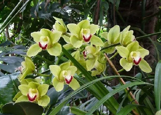 不开花|蕙兰不开花什么原因