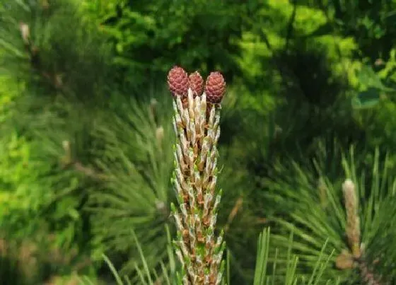 种植管理|松树的生长周期是多长时间