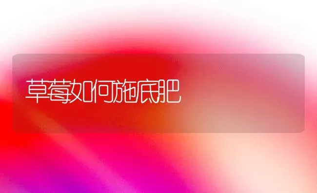 草莓如何施底肥 | 瓜果种植