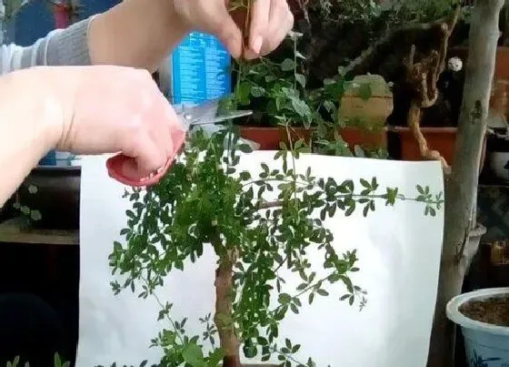 植物修剪|迎春盆景什么时候剪枝合适