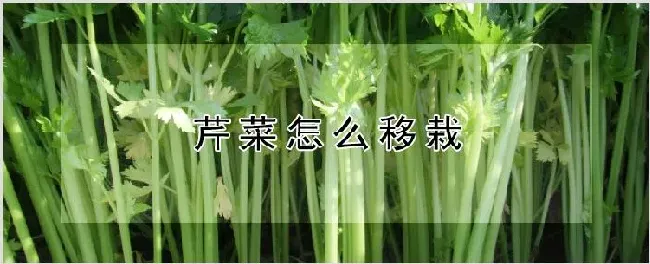 芹菜怎么移栽 | 农业科普