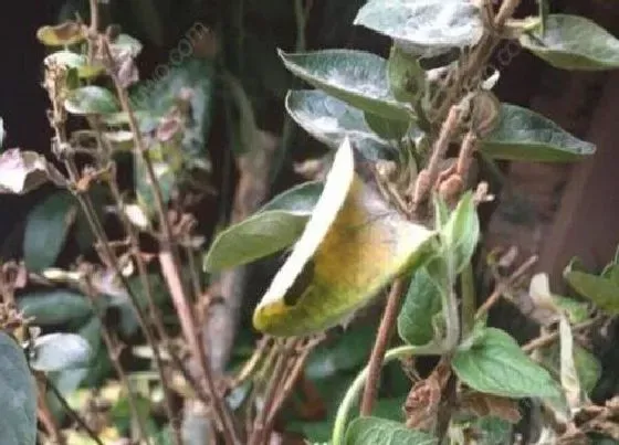 叶子发黄|金银花叶片发黄原因和处理方法