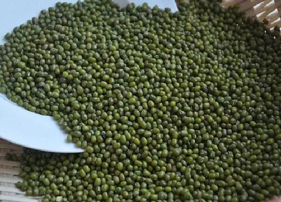 食用科普|绿豆是热性还是凉性
