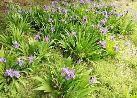 春天植物|鸢尾春天开花吗