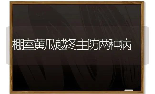 棚室黄瓜越冬主防两种病 | 蔬菜种植