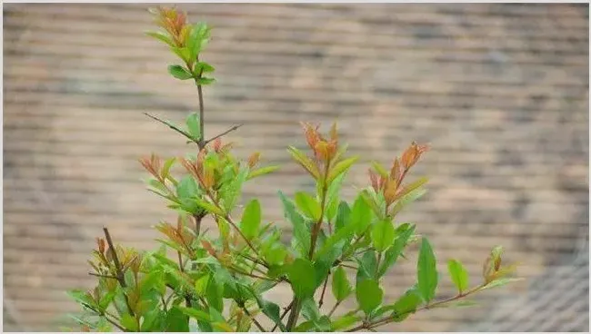 石榴树抽条原因及防治措施 | 种植技术