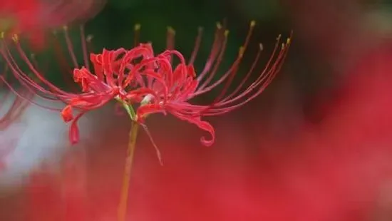 种植方法|彼岸花怎么种 种植方法与注意事项