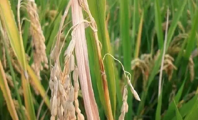 植物病害|水稻穗颈瘟的防治方法（水稻穗颈瘟喷什么药预防最好）