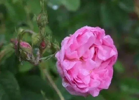 植物排行|食用玫瑰花苗什么品种最好