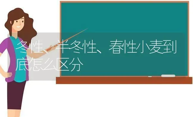 冬性、半冬性、春性小麦到底怎么区分 | 粮油作物种植