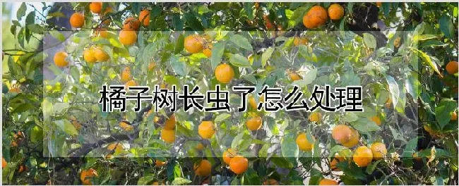橘子树长虫了怎么处理 | 农业技术