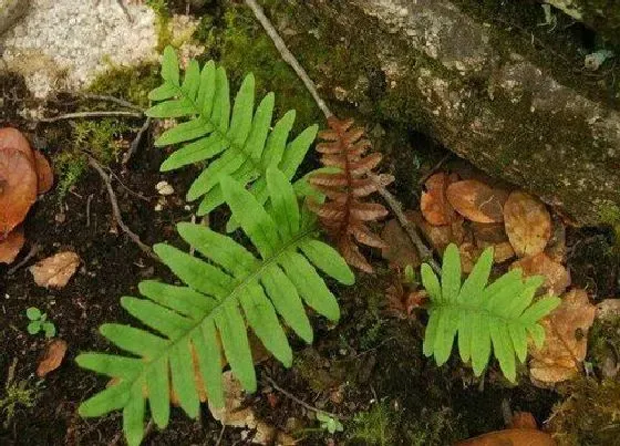 植物种类|槲厥是常绿植物吗