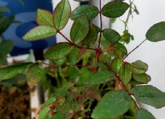 种植位置|家里可以种木香花吗