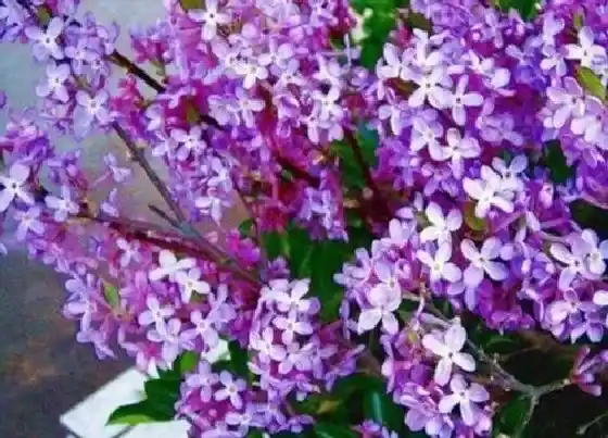 植物百科|不能室内养的有毒花卉有哪些