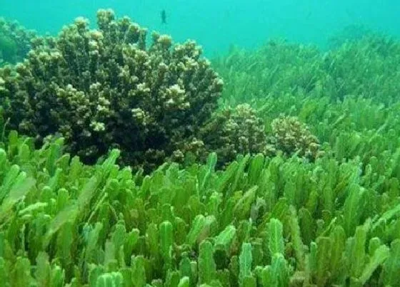 植物排行|藻类植物有哪些