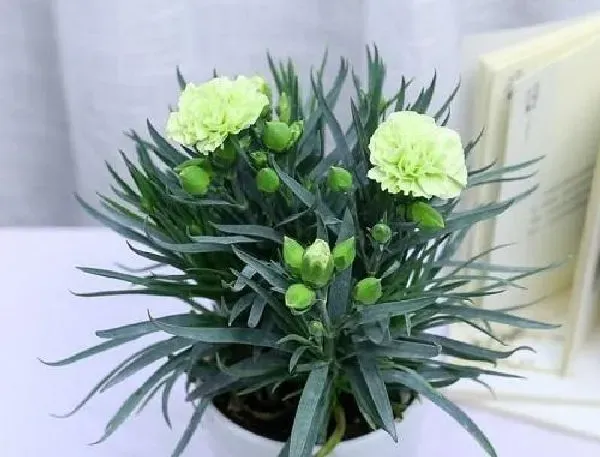 植物浇水|康乃馨浇水时间及正确方法