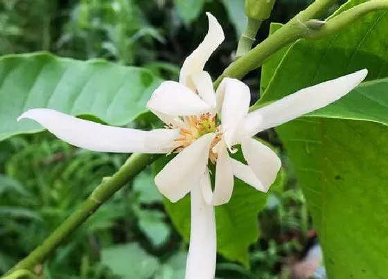 开花时间|白兰花什么季节开花 一般几月份开花