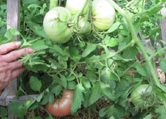 植物排行|西红柿品种十大排名详情介绍（目前口感最好吃的西红柿）