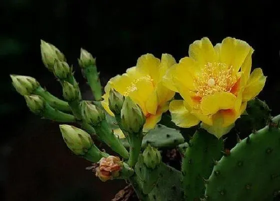 颜色花|仙人掌开花是什么颜色 开花是什么样子的（图片）