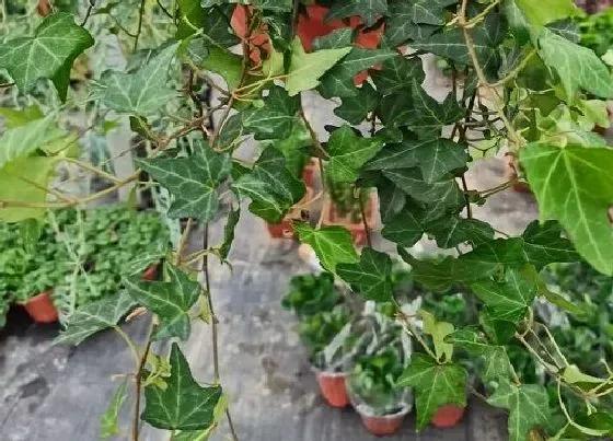 摆放常识|属猴人养什么花好