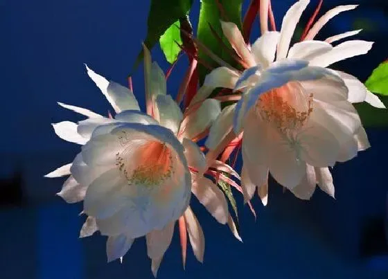 植物寓意|昙花代表什么生肖