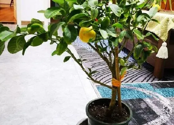 冬天植物|柠檬抗冻吗