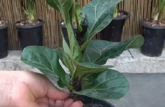 种植管理|琴叶榕打顶时间及方法步骤(图解)