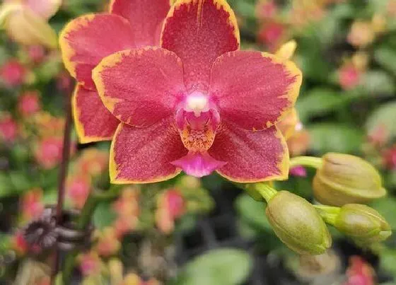 植物种类|秋播花卉品种